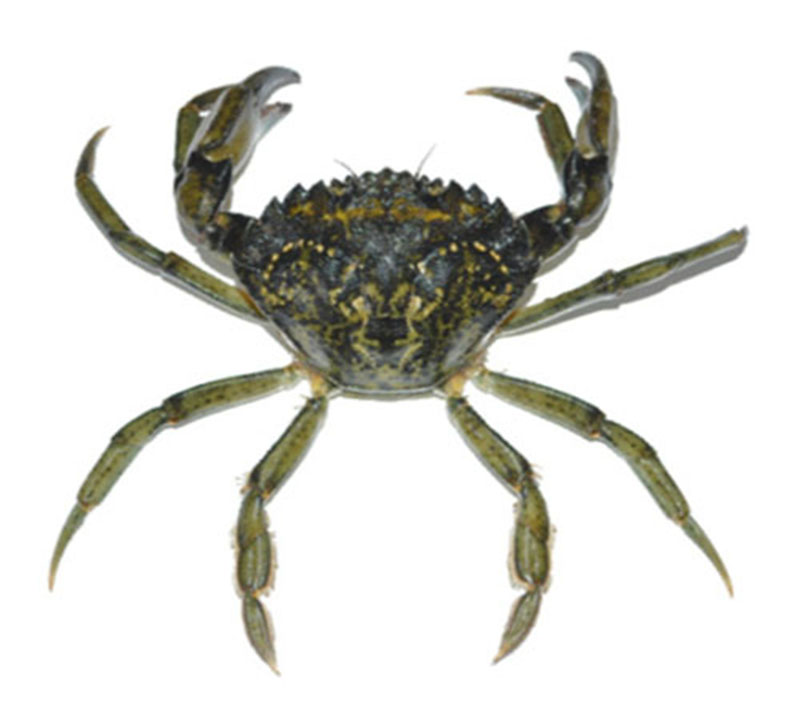 Crabe vert - EEEm présente à SPM - © ARDA - M. Sellier