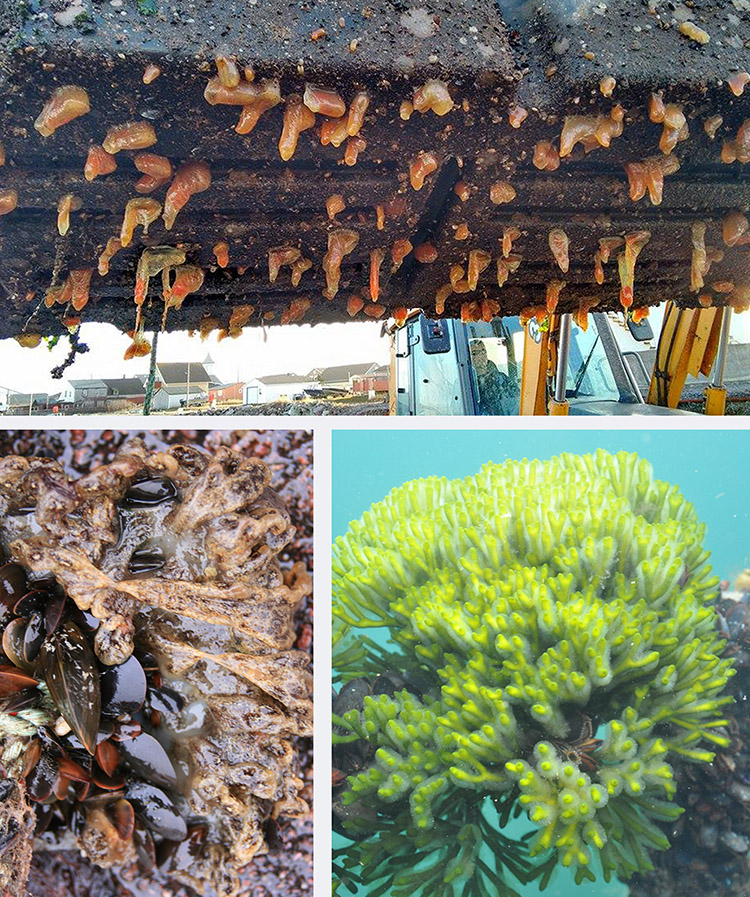 Les tuniciers s'accrochent aux pontons et structures sous-marines.