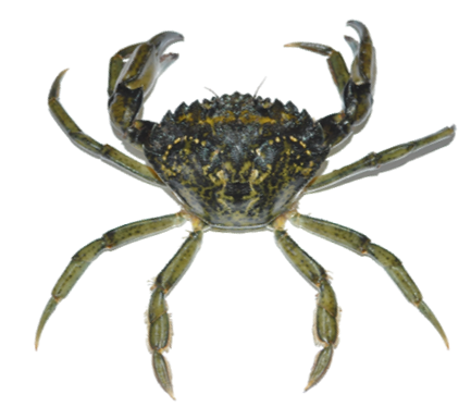 Le crabe vert n’est pas forcément vert… La couleur de sa carapace peut varier du vert au marron, en passant par l’orange voir le rouge. On distingue le crabe vert du crabe de roche grâce à sa carapace trapézoïdale, ses cinq pics pointus de chaque côté des yeux et sa dernière paire de pattes légèrement aplatie et garnie de soies.